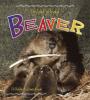 Cover image of The life cycle of a beaver