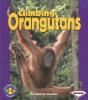 Cover image of Climbing orangutans