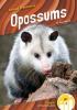 Cover image of Opossums