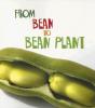 Cover image of From Bean to Plant