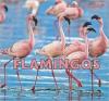 Cover image of Flamingos