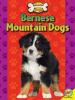 Cover image of Bernese mountain dogs