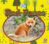 Cover image of Red foxes