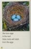 Cover image of A bird's nest