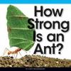 Cover image of How strong is an ant?