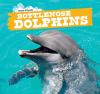 Cover image of Bottlenose dolphins