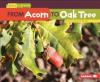 Cover image of From acorn to oak tree