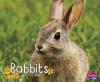 Cover image of Rabbits