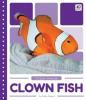 Cover image of Clown fish