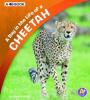 Cover image of A day in the life of a cheetah