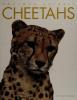 Cover image of Cheetahs