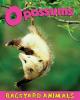 Cover image of Opossums