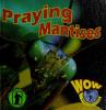 Cover image of Praying mantises