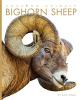 Cover image of Bighorn sheep