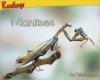 Cover image of Mantises