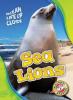 Cover image of Sea lions