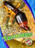Cover image of Termites