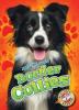 Cover image of Border collies