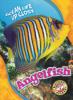 Cover image of Angelfish