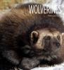 Cover image of Wolverines