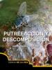 Cover image of Putrefaccion y descomposicion