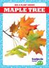 Cover image of Maple tree