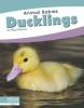 Cover image of Ducklings