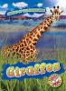 Cover image of Giraffes