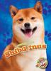 Cover image of Shiba inus