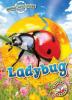 Cover image of Ladybug