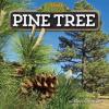 Cover image of Pine tree