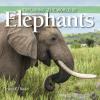 Cover image of Exploring the world of elephants