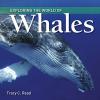 Cover image of Exploring the world of whales