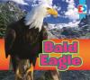 Cover image of Bald eagle