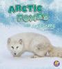 Cover image of Arctic foxes are awesome