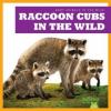 Cover image of Raccoon cubs in the wild